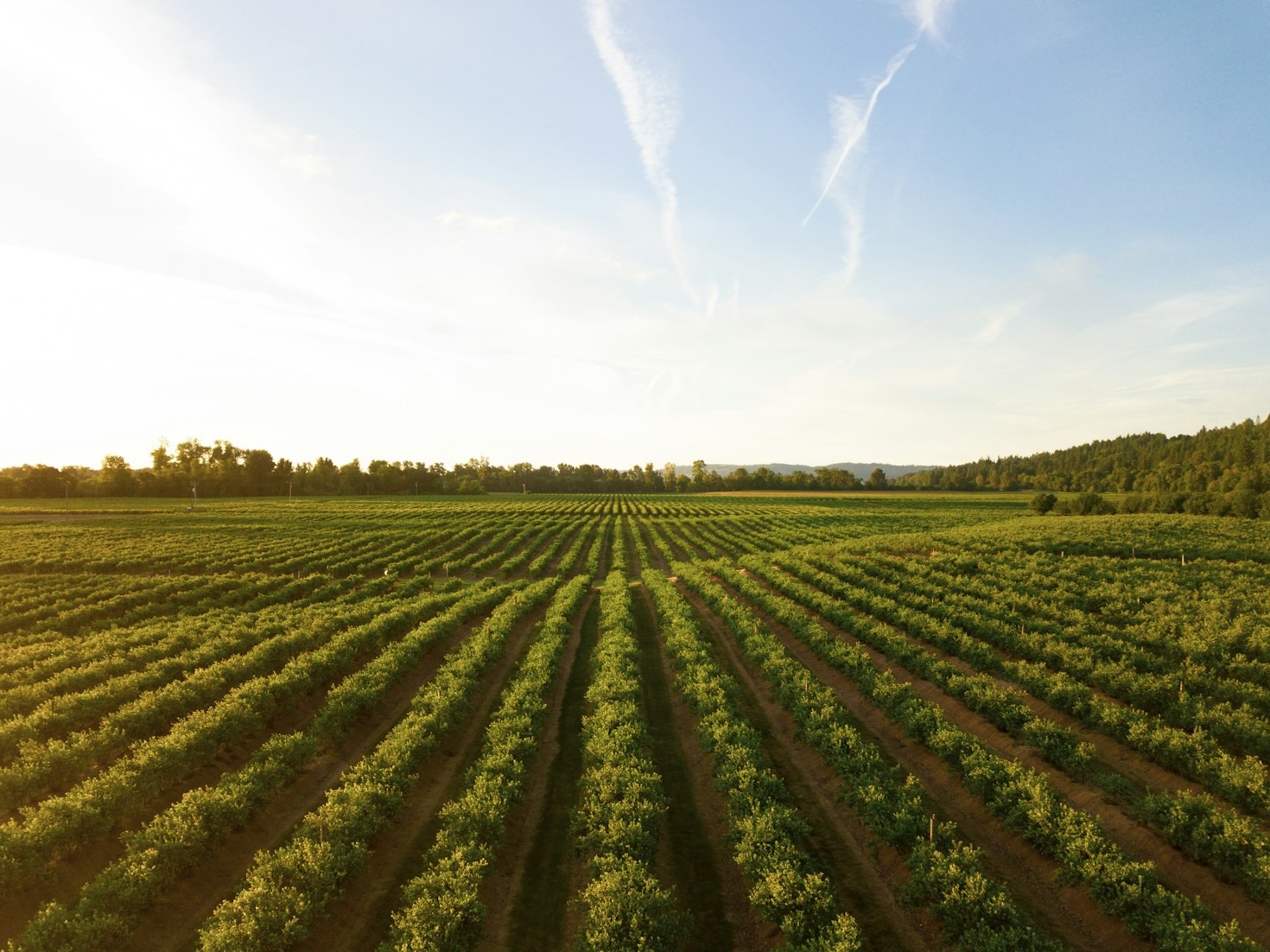 Dicas Para Otimizar Sua Produção Rural